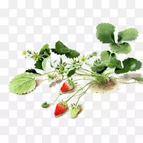 水彩画:花卉水彩画画家-草莓地-空若网 水彩画:花卉水彩画画家-草莓地-空若网