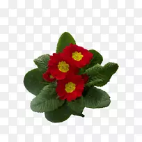 十字花科植物-小红花-空若网 十字花科植物-小红花-空若网