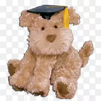 约克郡猎犬,澳大利亚丝状猎犬,艾雷代尔猎犬,拉布拉多猎犬,小狗色毕业生-空若网 约克郡猎犬,澳大利亚丝状猎犬,艾雷代尔猎犬,拉布拉多猎犬,小狗色毕业生-空若网