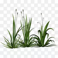 下载保存文件剪辑艺术-生物迷迭香草-空若网 下载保存文件剪辑艺术-生物迷迭香草-空若网