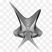 海星线对称角头骨魔鬼-空若网 海星线对称角头骨魔鬼-空若网