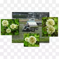 花卉设计切花花束稻田-空若网 花卉设计切花花束稻田-空若网