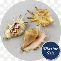 ���ݡ����١�������������ˮ�ϿǺͺ���-������