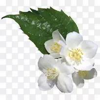 插花艺术-空若网 插花艺术-空若网