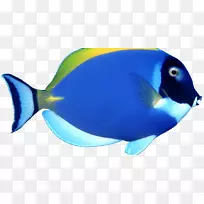 天使鱼剪贴画-鱼-空若网 天使鱼剪贴画-鱼-空若网