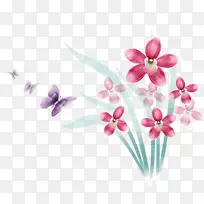 兰花资讯-雌花-空若网 兰花资讯-雌花-空若网