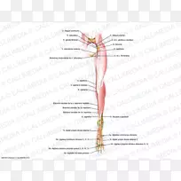 手指图线角-颅神经-空若网 手指图线角-颅神经-空若网