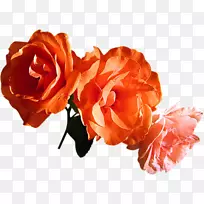 花园玫瑰花束剪贴画-花-空若网 花园玫瑰花束剪贴画-花-空若网