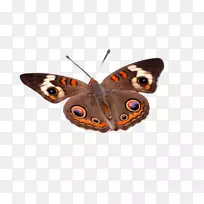 昆虫蝴蝶1080 p桌面壁纸花坛-空若网 昆虫蝴蝶1080 p桌面壁纸花坛-空若网