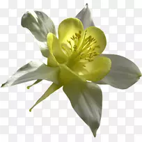 古铜色的博客花-花-空若网 古铜色的博客花-花-空若网