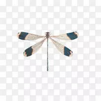 �������Ѳ�ͼ.С����-������