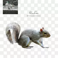 ��������½�ض���Ұ�������������-������