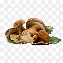 木耳菇香菇-莴苣面包-空若网 木耳菇香菇-莴苣面包-空若网