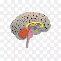 社会神经科学三位一体的大脑情感-复杂的大脑-空若网 社会神经科学三位一体的大脑情感-复杂的大脑-空若网