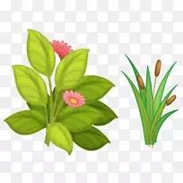 蔷薇科花卉-花草-空若网 蔷薇科花卉-花草-空若网