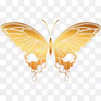 帝王蝶蛾若虫科昆虫蝴蝶-空若网 帝王蝶蛾若虫科昆虫蝴蝶-空若网