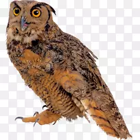 大灰猫头鹰欧亚鹰-猫头鹰-埃及磅-空若网 大灰猫头鹰欧亚鹰-猫头鹰-埃及磅-空若网