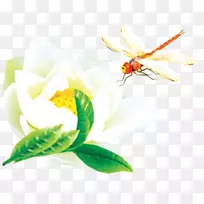 À¥³æòßòÑNelumbo nucifera-òßòÑÁ«»¨-¿ÕÈôÍø À¥³æòßòÑNelumbo nucifera-òßòÑÁ«»¨-¿ÕÈôÍø