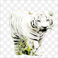 �ϻ���èҰ������-�ϻ�-������