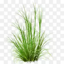 ²Ýƺ×ÀÃæ±ÚÖ½¼ôÌù»-¿ÕÈôÍø ²Ýƺ×ÀÃæ±ÚÖ½¼ôÌù»-¿ÕÈôÍø