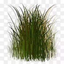草本植物剪草艺术-空若网 草本植物剪草艺术-空若网