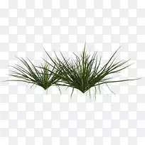 ��ľ��ֲ������˹��ֲ��-������