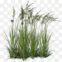 观赏草高草原剪贴画草树-空若网 观赏草高草原剪贴画草树-空若网