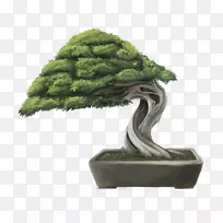 三叶草盆景花盆树宜兴树-空若网 三叶草盆景花盆树宜兴树-空若网