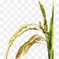 ˮ����ģ��ͼ��-ˮ����ֲ����ո�-������