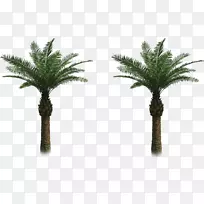 槟榔科树枣棕榈剪贴画树-空若网 槟榔科树枣棕榈剪贴画树-空若网