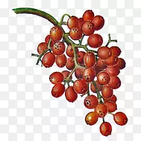 雪佛兰-樱桃-空若网 雪佛兰-樱桃-空若网