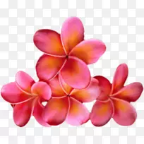 ���������ɰ����ʳ��-������