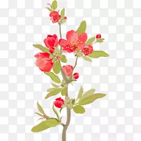 ������Ƶ�Ӱ����-������֦-������