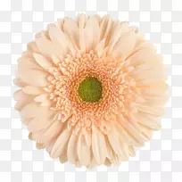 川菊切花菊花双花-空若网 川菊切花菊花双花-空若网