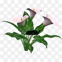 �ٺϻ��ٺϻ�-������