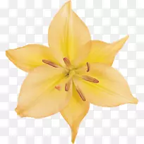 百合切花百合花剪艺术花-空若网 百合切花百合花剪艺术花-空若网