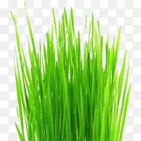 草坪曝气草茂盛-空若网 草坪曝气草茂盛-空若网