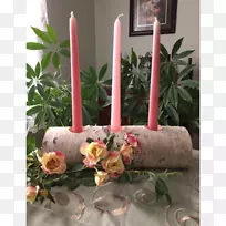 花盆植物-白桦树-空若网 花盆植物-白桦树-空若网