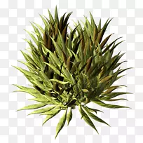 ºÌ±¾¿ÆÖ²Îï¾¥¿Æ-Ö²Îï-¿ÕÈôÍø ºÌ±¾¿ÆÖ²Îï¾¥¿Æ-Ö²Îï-¿ÕÈôÍø