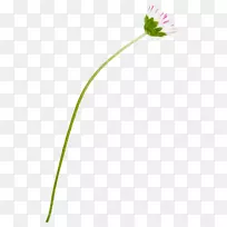 ����Ҷ��ֲ�ﾥϵҶ-������