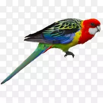 鹦鹉,东罗塞拉,深红色,罗塞拉-鹦鹉-空若网 鹦鹉,东罗塞拉,深红色,罗塞拉-鹦鹉-空若网