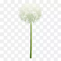 普通蒲公英齿-蒲公英-空若网 普通蒲公英齿-蒲公英-空若网