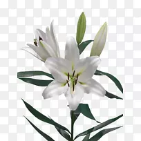 百合科切花植物-空若网 百合科切花植物-空若网
