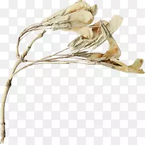 ÈøÂíÀÉãÓ°ÖÖ×Ó¼ôÌù»-¿ÕÈôÍø ÈøÂíÀÉãÓ°ÖÖ×Ó¼ôÌù»-¿ÕÈôÍø