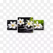 开花植物-空若网 开花植物-空若网