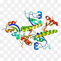 chd 1染色质结构域蛋白解旋酶基因-空若网 chd 1染色质结构域蛋白解旋酶基因-空若网