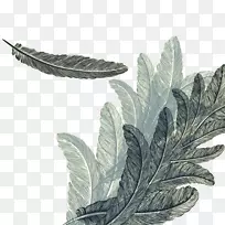羽毛绘画版税.免费水彩画.羽毛背景设计-空若网 羽毛绘画版税.免费水彩画.羽毛背景设计-空若网