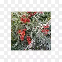 灌木圣竹篱园常绿南地那家蝇-空若网 灌木圣竹篱园常绿南地那家蝇-空若网