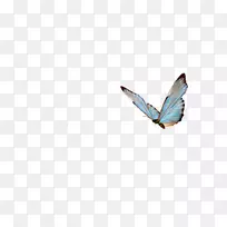 蝴蝶昆虫-蓝色蝴蝶-空若网 蝴蝶昆虫-蓝色蝴蝶-空若网