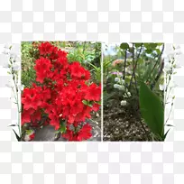 花设计春野花灌木-水稻-空若网 花设计春野花灌木-水稻-空若网